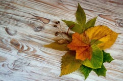 Yellow autumn leaves on wooden boards stock photos Yellow autumn leaves on wooden boards stock photos