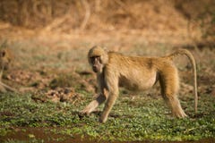 Yellow Baboon Royalty Free Stock Image Yellow Baboon Royalty Free Stock Image