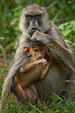 Yellow Baboon - Papio cynocephalus, Kenya, Africa Royalty Free Stock Images Yellow Baboon - Papio cynocephalus, Kenya, Africa Royalty Free Stock Images
