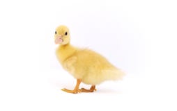 Yellow Baby Duck Stock Photo