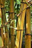 Yellow bamboo in sunlight, Botanical Garden Taipei stock image Yellow bamboo in sunlight, Botanical Garden Taipei stock image