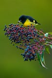 Yellow-bellied Siskin, Carduelis xanthogastra, tropic yellow and black bird eating blue and red fruits in the nature habitat, Save Royalty Free Stock Photos Yellow-bellied Siskin, Carduelis xanthogastra, tropic yellow and black bird eating blue and red fruits in the nature habitat, Save Royalty Free Stock Photos