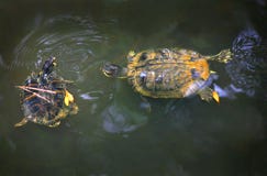 Yellow Bellied Slider Turtles Stock Image Yellow Bellied Slider Turtles Stock Image