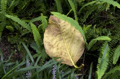 Yellow Big Leave And Small Green Fern Leaves Yellow Big Leave And Small Green Fern Leaves