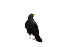 Yellow-billed chough or Alpine chough, Pyrrhocorax graculus stock photo Yellow-billed chough or Alpine chough, Pyrrhocorax graculus stock photo