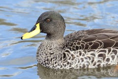 Yellow billed duck Anas undulata stock images Yellow billed duck Anas undulata stock images