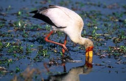 Yellow-billed Stork Royalty Free Stock Images Yellow-billed Stork Royalty Free Stock Images