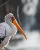 Yellow-billed stork at Lake Naivasha stock photography Yellow-billed stork at Lake Naivasha stock photography
