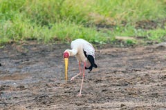 Yellow-billed stork, Mycteria ibis, walking royalty free stock image Yellow-billed stork, Mycteria ibis, walking royalty free stock image