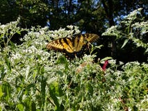 Yellow and Black Butterfly - Eastern Tiger Swallowtail Papilio royalty free stock image Yellow and Black Butterfly - Eastern Tiger Swallowtail Papilio royalty free stock image