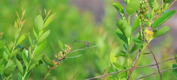 Yellow and Black Dragonfly with Red Face stock image Yellow and Black Dragonfly with Red Face stock image