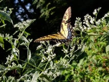 Yellow and Black Butterfly - Eastern Tiger Swallowtail Papilio royalty free stock photo Yellow and Black Butterfly - Eastern Tiger Swallowtail Papilio royalty free stock photo