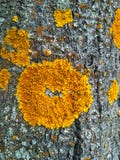 Yellow Moss Texture stock photos Yellow Moss Texture stock photos