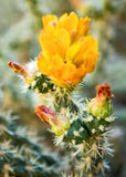 Yellow Cactus Flower stock images Yellow Cactus Flower stock images