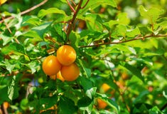 Yellow cherry plum berries on branches among green leaves