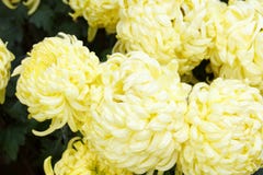 Yellow chrysanthemum, adobe rgb royalty free stock photos Yellow chrysanthemum, adobe rgb royalty free stock photos