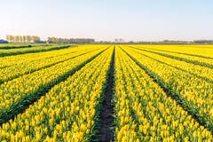 Yellow colored tulip flowers in long converging flower beds at a. Specialized Dutch bulb nursery. It is early in the morning of a sunny day in the beginning of Royalty Free Stock Images Yellow colored tulip flowers in long converging flower beds at a. Specialized Dutch bulb nursery. It is early in the morning of a sunny day in the beginning of Royalty Free Stock Images