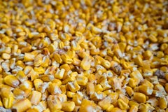 Yellow Corn Maize for Animal Feed royalty free stock photos Yellow Corn Maize for Animal Feed royalty free stock photos