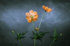 Yellow Cosmos Flower under Cloudy Sky. With looked up view Stock Photography Yellow Cosmos Flower under Cloudy Sky. With looked up view Stock Photography