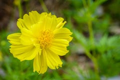 Yellow cosmos flowers blooming in the garden Royalty Free Stock Images Yellow cosmos flowers blooming in the garden Royalty Free Stock Images