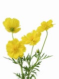 Yellow cosmos flowers isolated on white background royalty free stock photography Yellow cosmos flowers isolated on white background royalty free stock photography