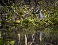 Yellow-Crowned Night Heron - Wakulla Springs Royalty Free Stock Photo Yellow-Crowned Night Heron - Wakulla Springs Royalty Free Stock Photo