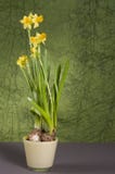 Yellow Daffodil In A Pot Royalty Free Stock Image