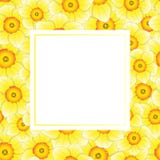 Yellow Daffodil - Narcissus Banner Card Border on White Background. Vector Illustration stock illustration Yellow Daffodil - Narcissus Banner Card Border on White Background. Vector Illustration stock illustration