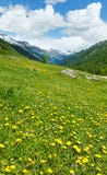 Yellow Dandelion Flowers On Summer Mountain Slope Royalty Free Stock Images