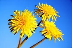 Yellow Dandelions Royalty Free Stock Images