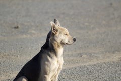 Yellow dog of the new year royalty free stock photos Yellow dog of the new year royalty free stock photos