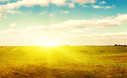Yellow Field Of Haystacks Under Blue Sky. Royalty Free Stock Photography Yellow Field Of Haystacks Under Blue Sky. Royalty Free Stock Photography