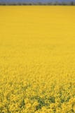 Yellow Field With Upper Strip Stock Photos