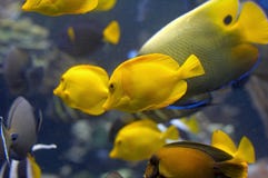 Yellow Fish In Tank