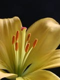 Yellow flower. Detail of a yellow flower with black background, orange pistils on the foreground stock images Yellow flower. Detail of a yellow flower with black background, orange pistils on the foreground stock images