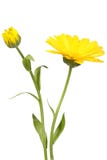 Yellow Flower And Bud Of Calendula Stock Photo Yellow Flower And Bud Of Calendula Stock Photo
