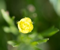 Yellow flower in nature. macro. In the park in nature Stock Photos Yellow flower in nature. macro. In the park in nature Stock Photos