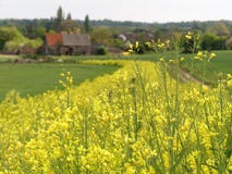 Yellow flowering kale, a game and farmland bird cover crop, with blurred 16th century barn in distance stock images Yellow flowering kale, a game and farmland bird cover crop, with blurred 16th century barn in distance stock images