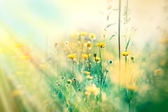 Yellow Flowers And Grass Royalty Free Stock Photos Yellow Flowers And Grass Royalty Free Stock Photos