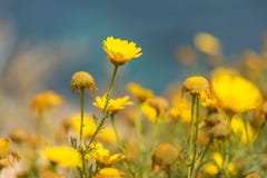 Bright Yellow Flowers Background Malta royalty free stock image Bright Yellow Flowers Background Malta royalty free stock image
