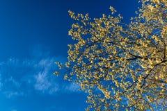 Yellow Flowers in The Blue Sky for Spring Background royalty free stock image Yellow Flowers in The Blue Sky for Spring Background royalty free stock image