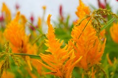 Yellow flowers in the garden stock photo Yellow flowers in the garden stock photo