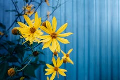 Yellow flowers of Jerusalem artichoke plants, view of sunflower, on a blue background with stripes. There is a place for text. royalty free stock image Yellow flowers of Jerusalem artichoke plants, view of sunflower, on a blue background with stripes. There is a place for text. royalty free stock image