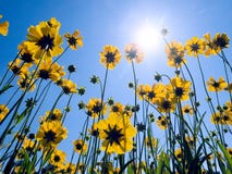 Yellow Flowers On Blue Sky Background. Stock Photography