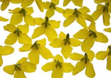 Yellow Flowers On The Light Box Royalty Free Stock Photo