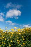 Yellow flowers under blue skies. Many yellow flowers under blue skies Stock Photography Yellow flowers under blue skies. Many yellow flowers under blue skies Stock Photography