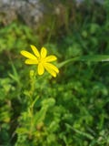 Yellow forest flower stock image Yellow forest flower stock image