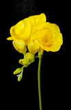 Yellow Freesia Flower On A Black Stock Photos Yellow Freesia Flower On A Black Stock Photos