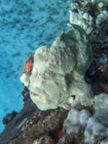 Yellow Frogfish Anglerfish on Reef Underwater royalty free stock photo Yellow Frogfish Anglerfish on Reef Underwater royalty free stock photo