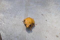 Yellow frogs are poisonous in Asia. royalty free stock photography Yellow frogs are poisonous in Asia. royalty free stock photography